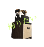 ミラー3（個別スタンプ：4）