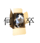 ミラー3（個別スタンプ：5）