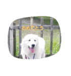 five star（個別スタンプ：8）