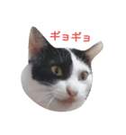 気まぐれ猫 はくちゃん（個別スタンプ：1）