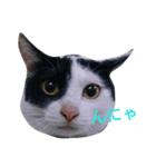 気まぐれ猫 はくちゃん（個別スタンプ：3）