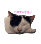 気まぐれ猫 はくちゃん（個別スタンプ：4）
