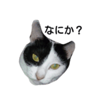 気まぐれ猫 はくちゃん（個別スタンプ：6）