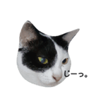 気まぐれ猫 はくちゃん（個別スタンプ：7）