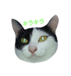 気まぐれ猫 はくちゃん（個別スタンプ：8）
