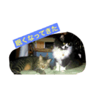 うちのネコサンズ（個別スタンプ：1）