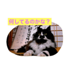 うちのネコサンズ（個別スタンプ：7）