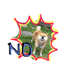 shibainu- hikaru（個別スタンプ：2）