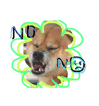 shibainu- hikaru（個別スタンプ：4）