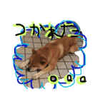 shibainu- hikaru（個別スタンプ：5）