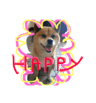 shibainu- hikaru（個別スタンプ：6）
