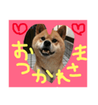 shibainu- hikaru（個別スタンプ：7）