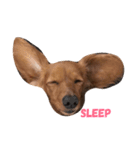 愛犬♡凛（個別スタンプ：1）