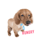 愛犬♡凛（個別スタンプ：2）