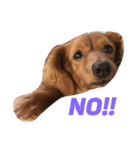 愛犬♡凛（個別スタンプ：3）