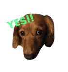 愛犬♡凛（個別スタンプ：4）