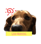 愛犬♡凛（個別スタンプ：7）