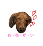 愛犬♡凛（個別スタンプ：8）