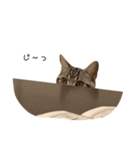 アメショー スタンプ（個別スタンプ：1）