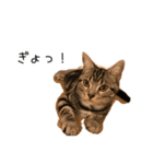 アメショー スタンプ（個別スタンプ：2）