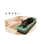 アメショー スタンプ（個別スタンプ：3）