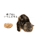 アメショー スタンプ（個別スタンプ：5）