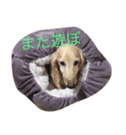 ダックスのんちゃん（個別スタンプ：1）