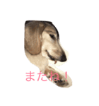 ダックスのんちゃん（個別スタンプ：2）