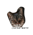 きじねこあゆ（個別スタンプ：1）