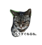 きじねこあゆ（個別スタンプ：2）