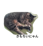 きじねこあゆ（個別スタンプ：3）