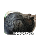 きじねこあゆ（個別スタンプ：4）