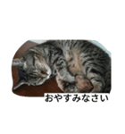 きじねこあゆ（個別スタンプ：5）