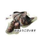 きじねこあゆ（個別スタンプ：6）