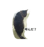 きじねこあゆ（個別スタンプ：7）