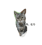 きじねこあゆ（個別スタンプ：8）