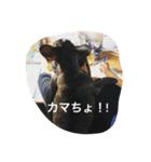 フレンチRyoma (フレンチブルドック)（個別スタンプ：5）