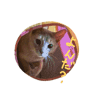あびしにぁん（個別スタンプ：1）