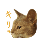 あびしにぁん（個別スタンプ：2）