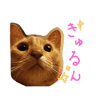 あびしにぁん（個別スタンプ：4）