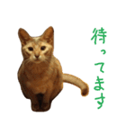 あびしにぁん（個別スタンプ：9）