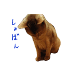 あびしにぁん（個別スタンプ：10）