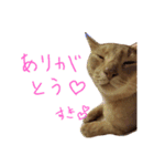 あびしにぁん（個別スタンプ：13）