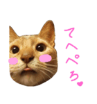 あびしにぁん（個別スタンプ：14）