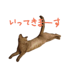 あびしにぁん（個別スタンプ：17）