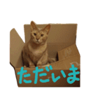 あびしにぁん（個別スタンプ：18）