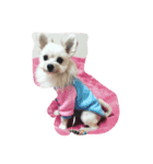 ポメラニアン✖️マルチーズ（個別スタンプ：3）