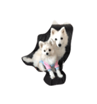 ポメラニアン✖️マルチーズ（個別スタンプ：6）