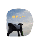 黒シュナ Ricky（個別スタンプ：11）