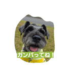 黒シュナ Ricky（個別スタンプ：13）